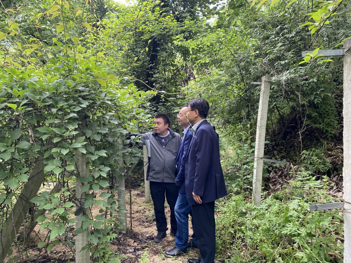 調(diào)研五味子種植基地